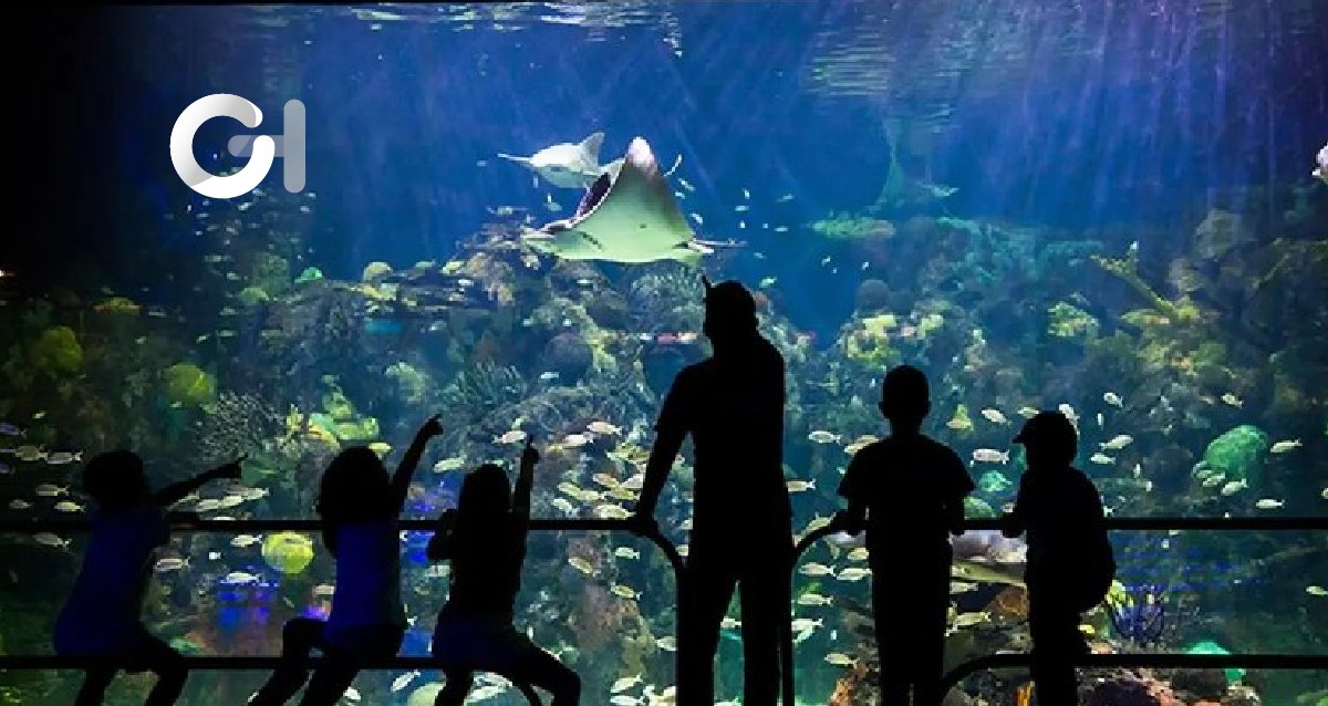 El Aquarium de Veracruz listo para recibir visitantes en estas vacaciones decembrinas